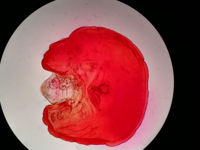 "Тверская МВЛ" выявили в пробе апельсинов карантинный объект