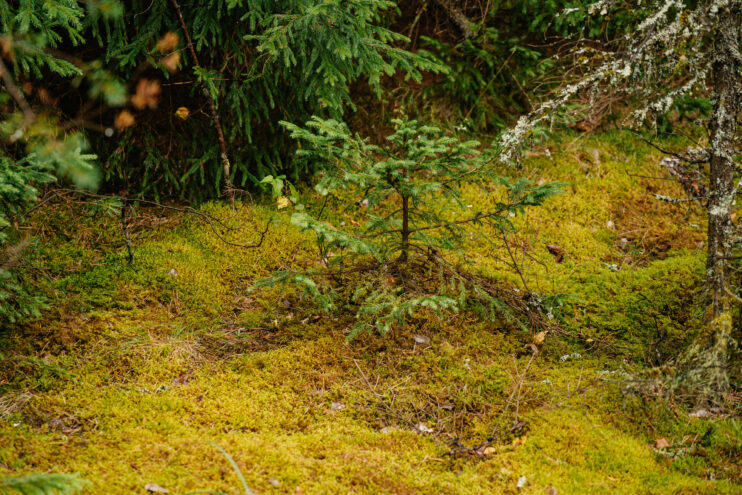 В Тверской области высадили больше полутора миллионов деревьев