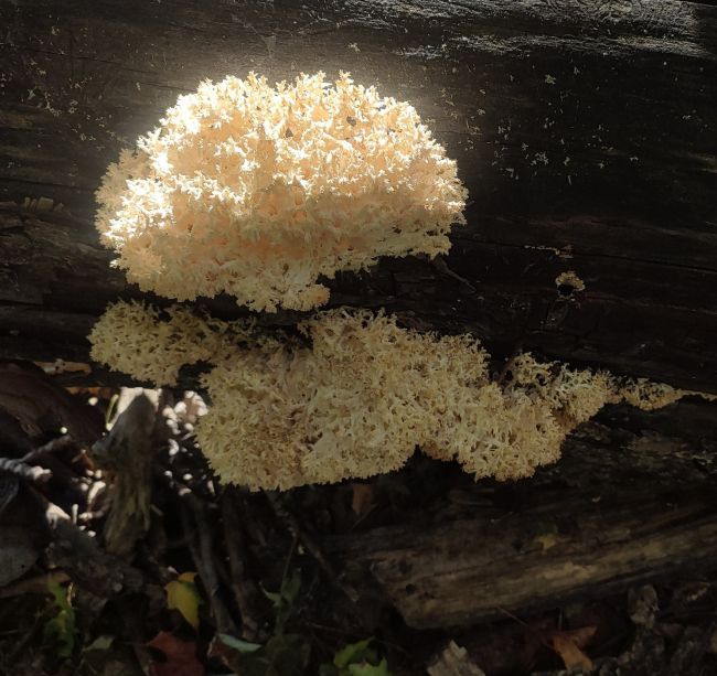 В усадьбе дочери Пушкина в Тульской области обнаружен краснокнижный гриб
