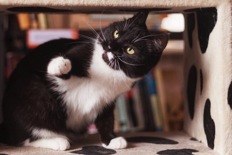 В тверском котокафе пройдет осенний благотворительный квартирник Тверское котокафе приглашает на мастер-класс по скрапбукингу «Открытка для любимых»