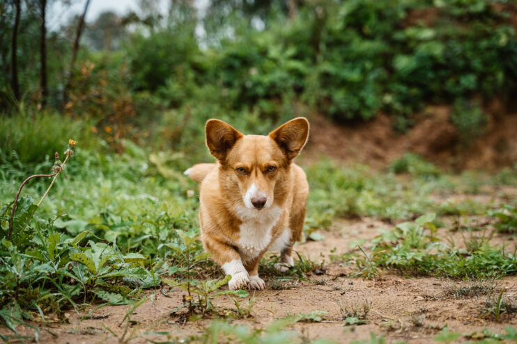 С начала года на территории Тверской области выявлено 12 случаев бешенства