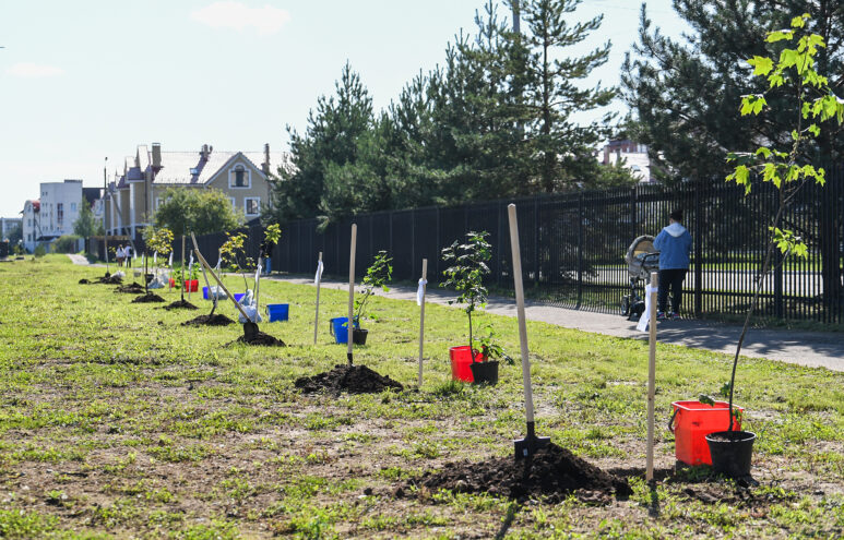 В Твери в память о жертвах террора высадили 12 кленов В Твери в память о жертвах террора высадили 12 кленов