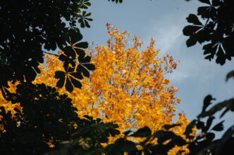 «Бал-листопад» пройдет в Ботаническом саду ТвГУ В тверском музее состоится заключительная встреча из цикла «Осень с Чеховым»