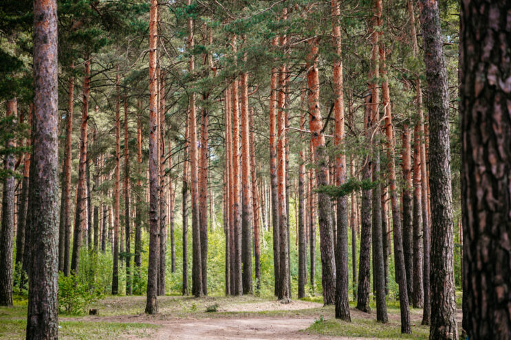 Сохраним лес: В Тверской области высадят полтора миллиона деревьев В Тверской области пожарные тушат лес