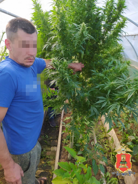 Житель Тверской области выращивал коноплю на приусадебном участке Житель Тверской области выращивал коноплю на приусадебном участке