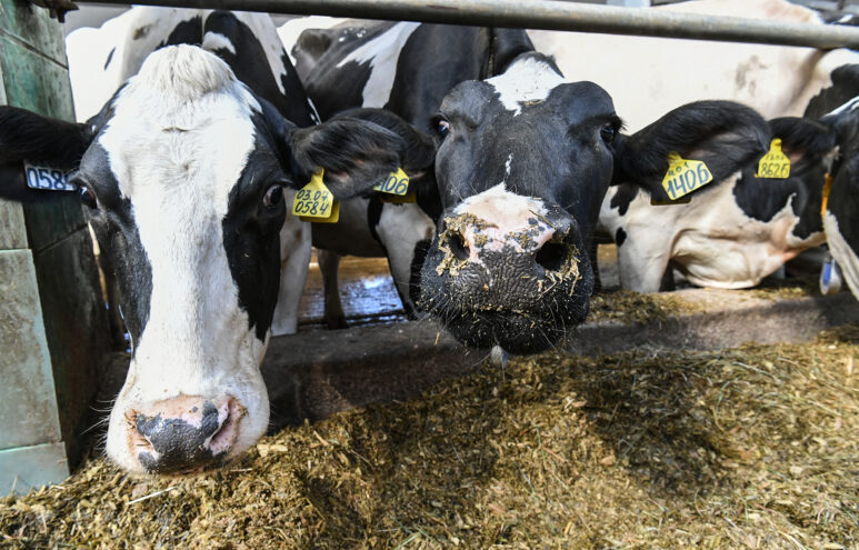 В Тверской области увеличили господдержку сельхозтоваропроизводителей В Тверской области увеличили господдержку сельхозтоваропроизводителей