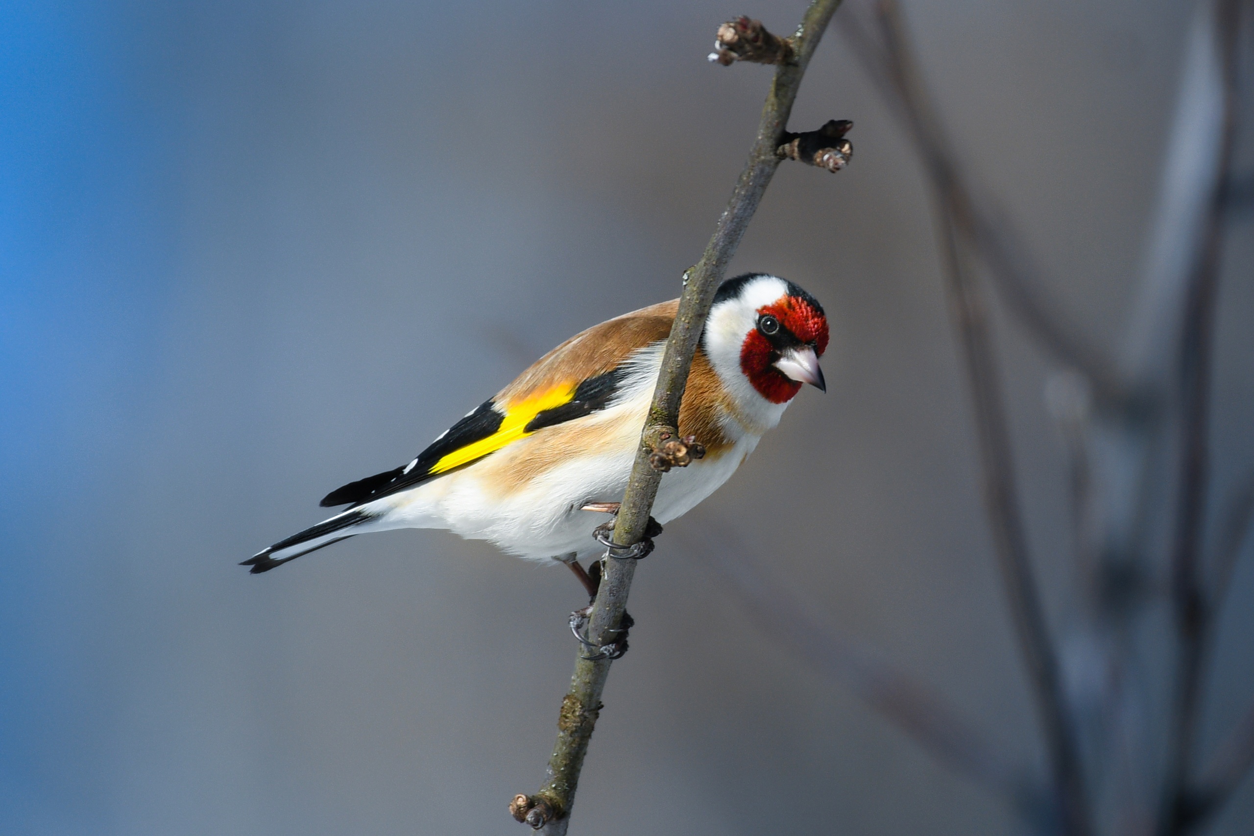 Жителям Тверской области предлагают на выходных посчитать птиц