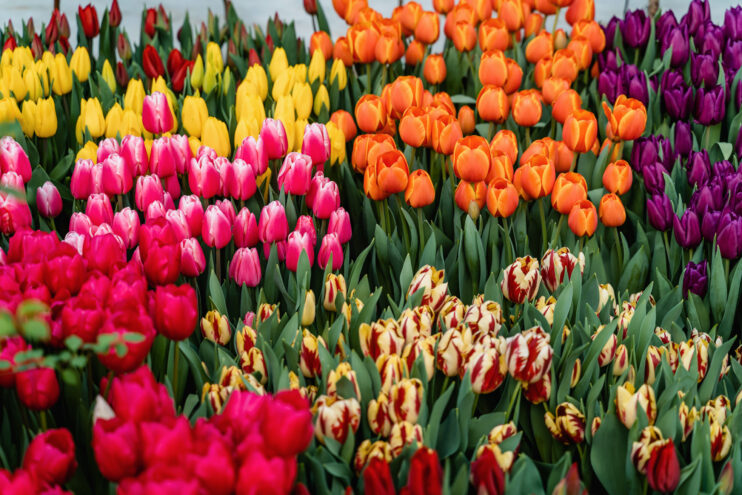 В Андреаполя у памятника Ленину высаживают цветы