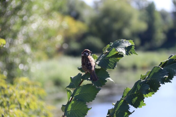 Заповедник в Тверской области возглавил топ мест наблюдения за дикими животными