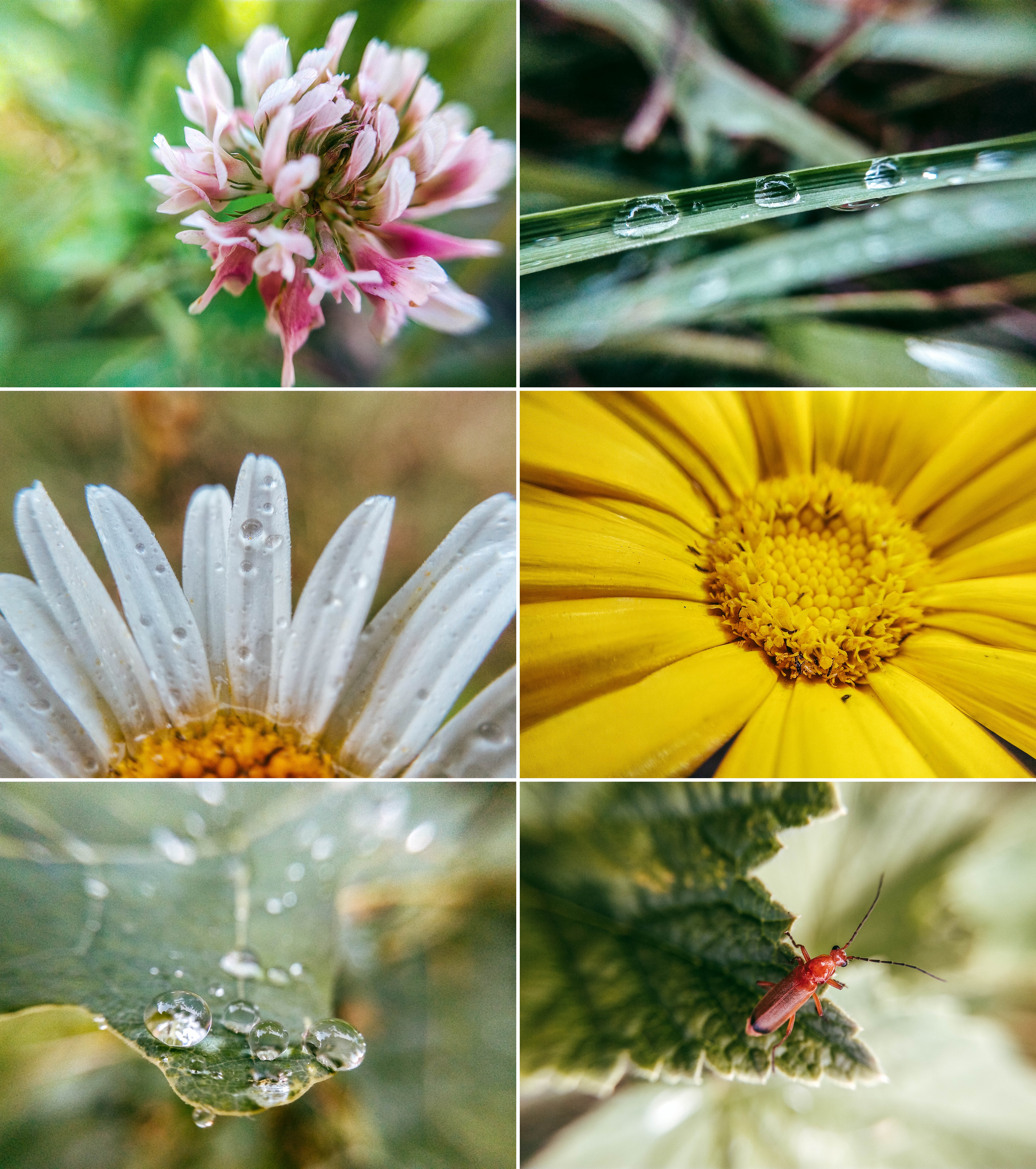 Фотолайфхак: Особенности макромира