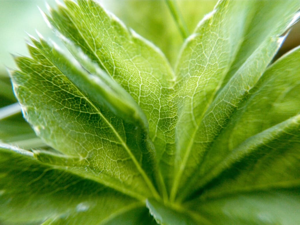 Фотолайфхак: Особенности макромира