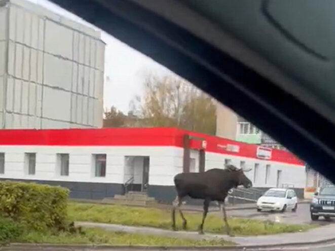 Дикое животное гуляет по улицам города в Тверской области