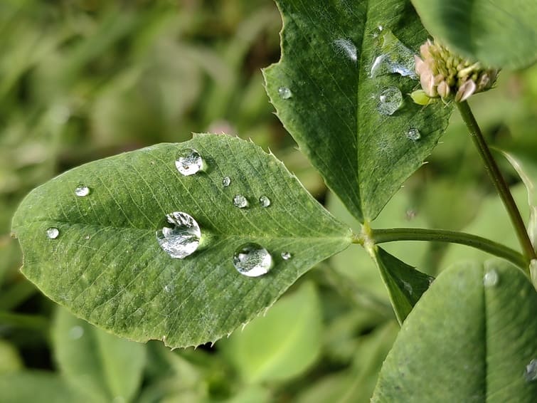 Фотолайфхак: Особенности макромира