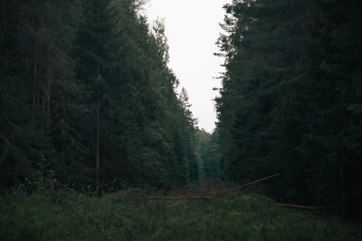 В Тверской области уменьшилось количество лесных пожаров В Тверской области высадили больше полутора миллионов деревьев