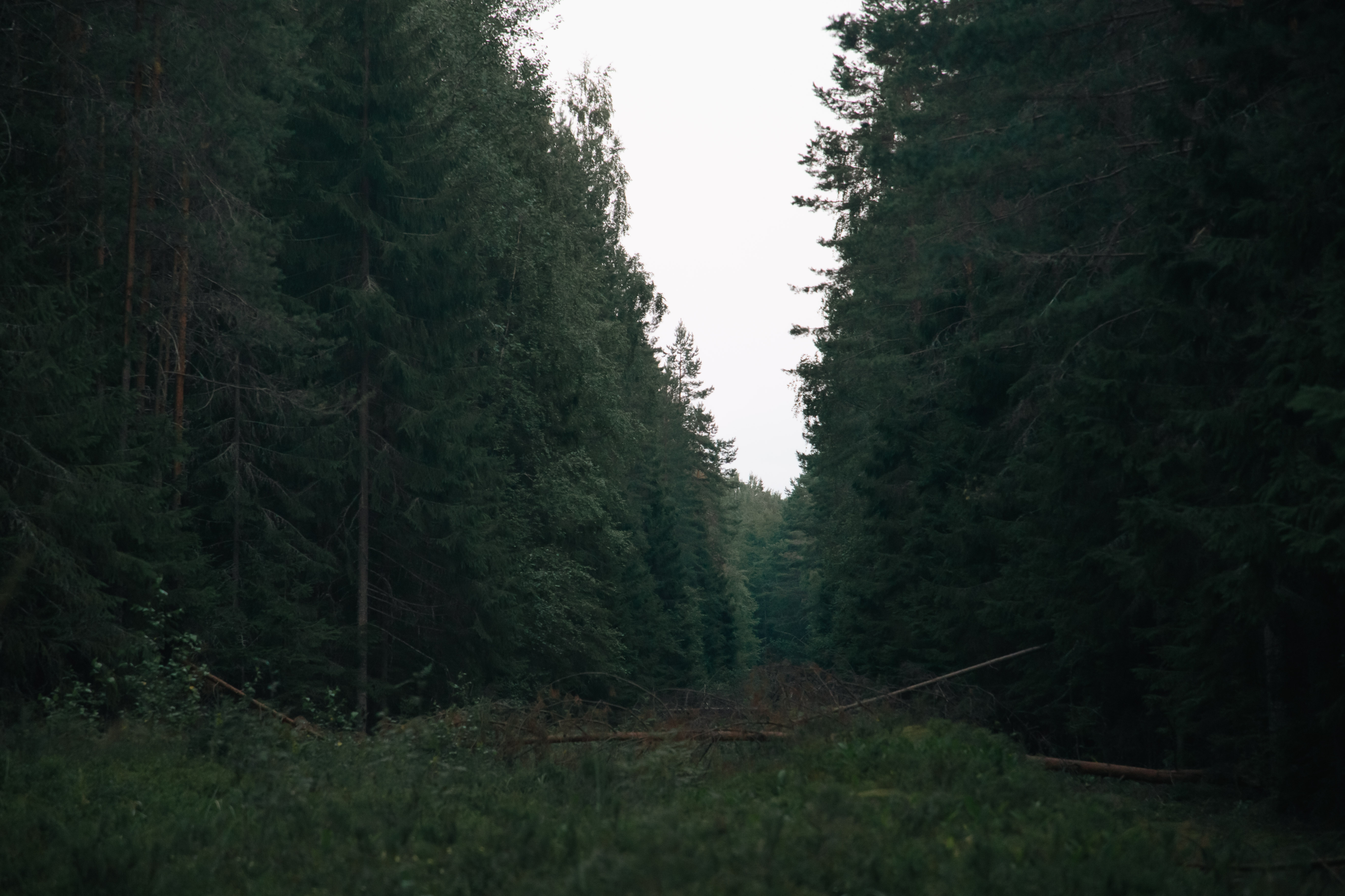 В Тверской области высадили больше полутора миллионов деревьев