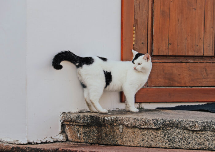 Отличное питание для любимых хвостиков Отличное питание для любимых хвостиков