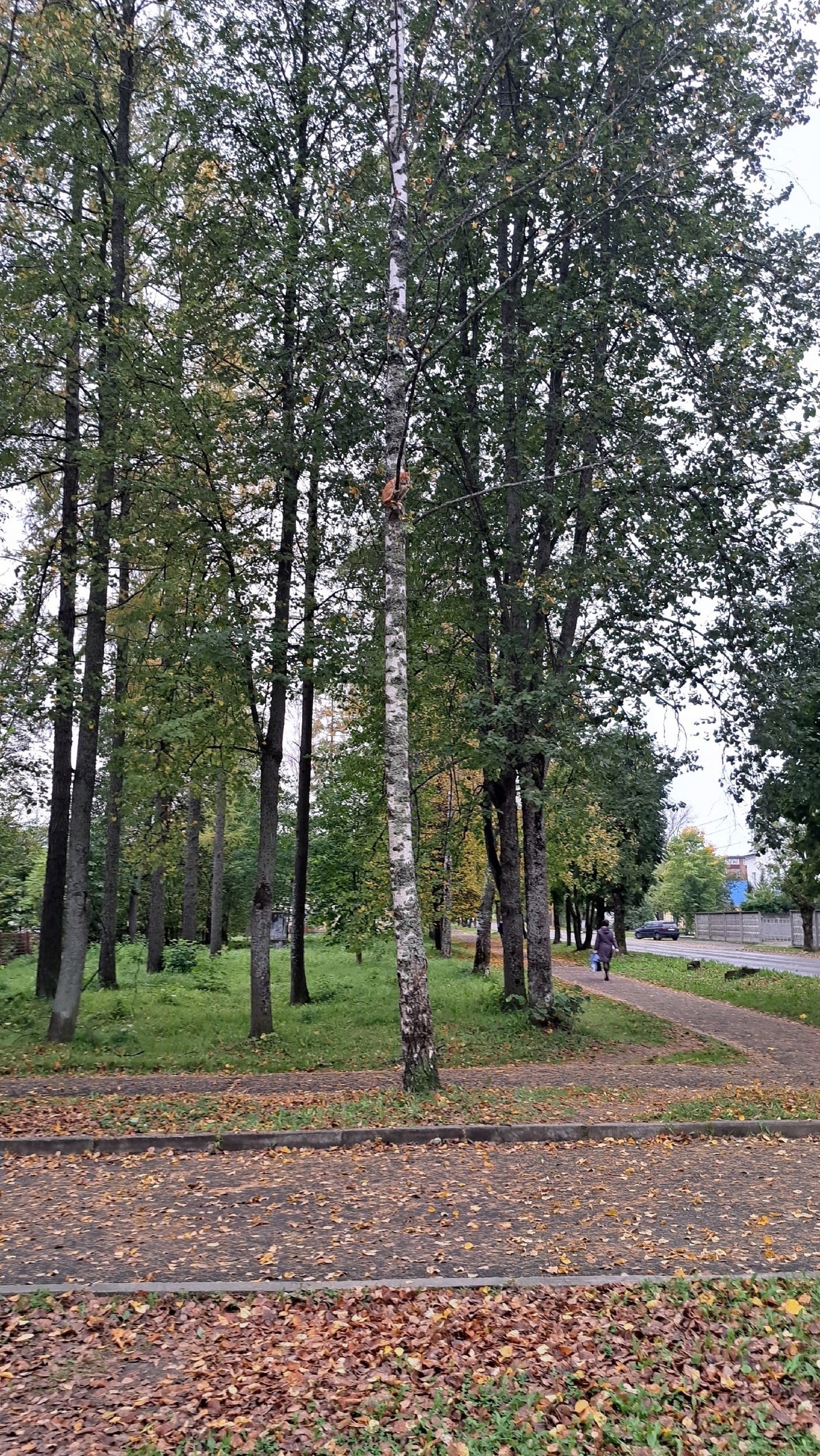 В городе Нелидово сотрудники МЧС спасли кота В городе Нелидово сотрудники МЧС спасли кота