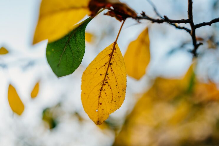 Жителей Тверской области ждет теплый четверг