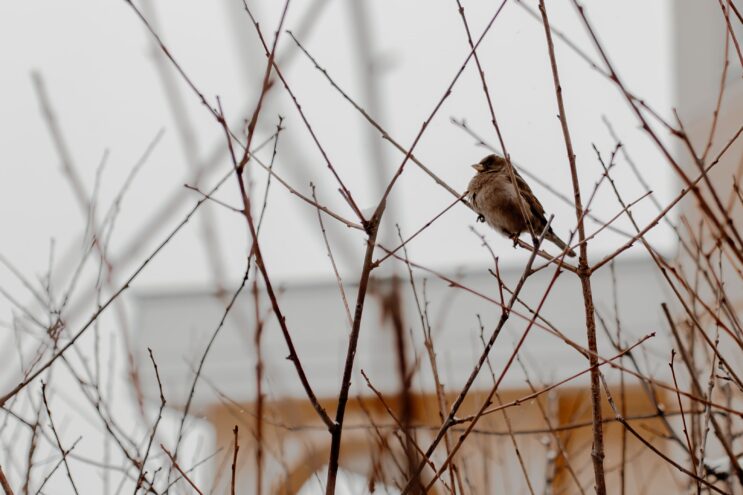 Жителей Тверской области ждет морозная неделя