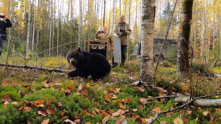 Центр спасения медвежат-сирот вернул подросшего ВолоГошу в родные края Центр спасения медвежат-сирот вернул подросшего ВолоГошу в родные края