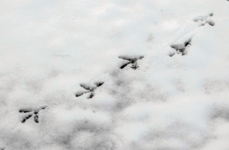 Четверг в Тверской области будет облачным и снежным