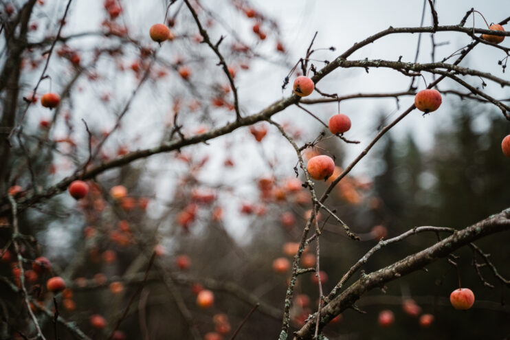 Жителей Тверской области ждет облачный вторник