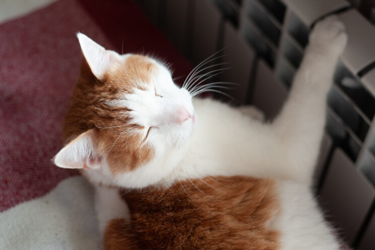 Врач-сомнолог рассказал, как легко вставать по утрам в холодное время года