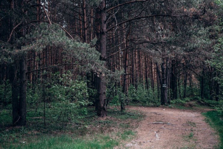 В Тверской области 566,5 га земли переведут в лесной фонд