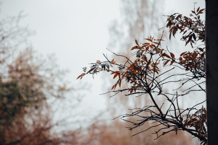 Жителей Тверской области ждут дождливые выходные