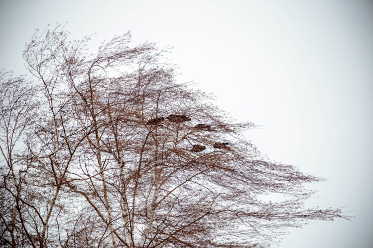 МЧС Тверской области предупреждает об усилении ветра