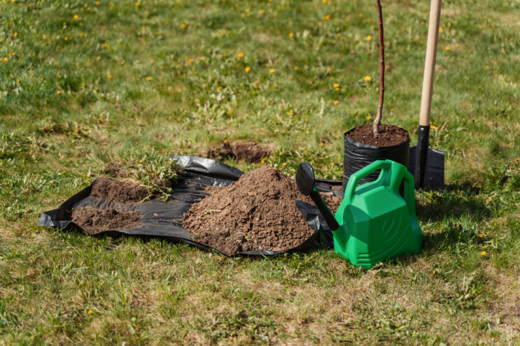 Тверская область заняла 2 место по количеству высаженных деревьев в международной акции «Сад памяти»