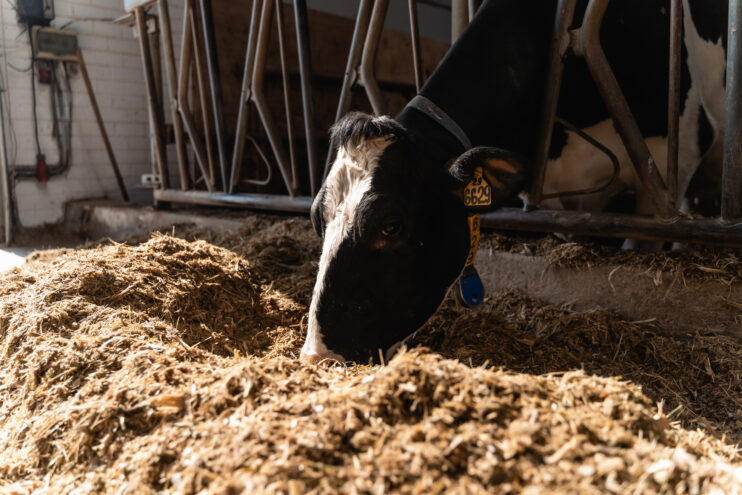 В Тверской области расширяют поддержку сельхозпроизводителей сфер молочного скотоводства и растениеводства сельхозтоваропроизводителям