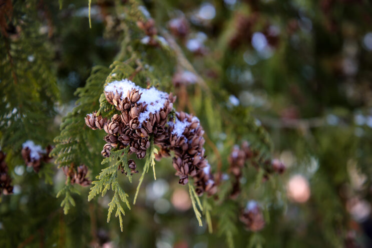 В Тверской области утвердили границы государственного природного заказника «Бор Застолобский» В Тверской области утвердили границы государственного природного заказника «Бор Застолобский»
