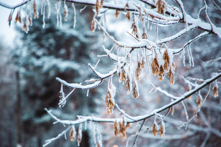 Жителей Тверской области ждут аномально холодные новогодние праздники