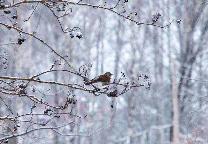 В субботу в Тверской области снова пойдет снег