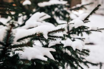 Жителей Тверской области ждет мокрый снег и плюсовая температура