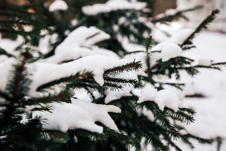 Жителей Тверской области ждет мокрый снег и плюсовая температура
