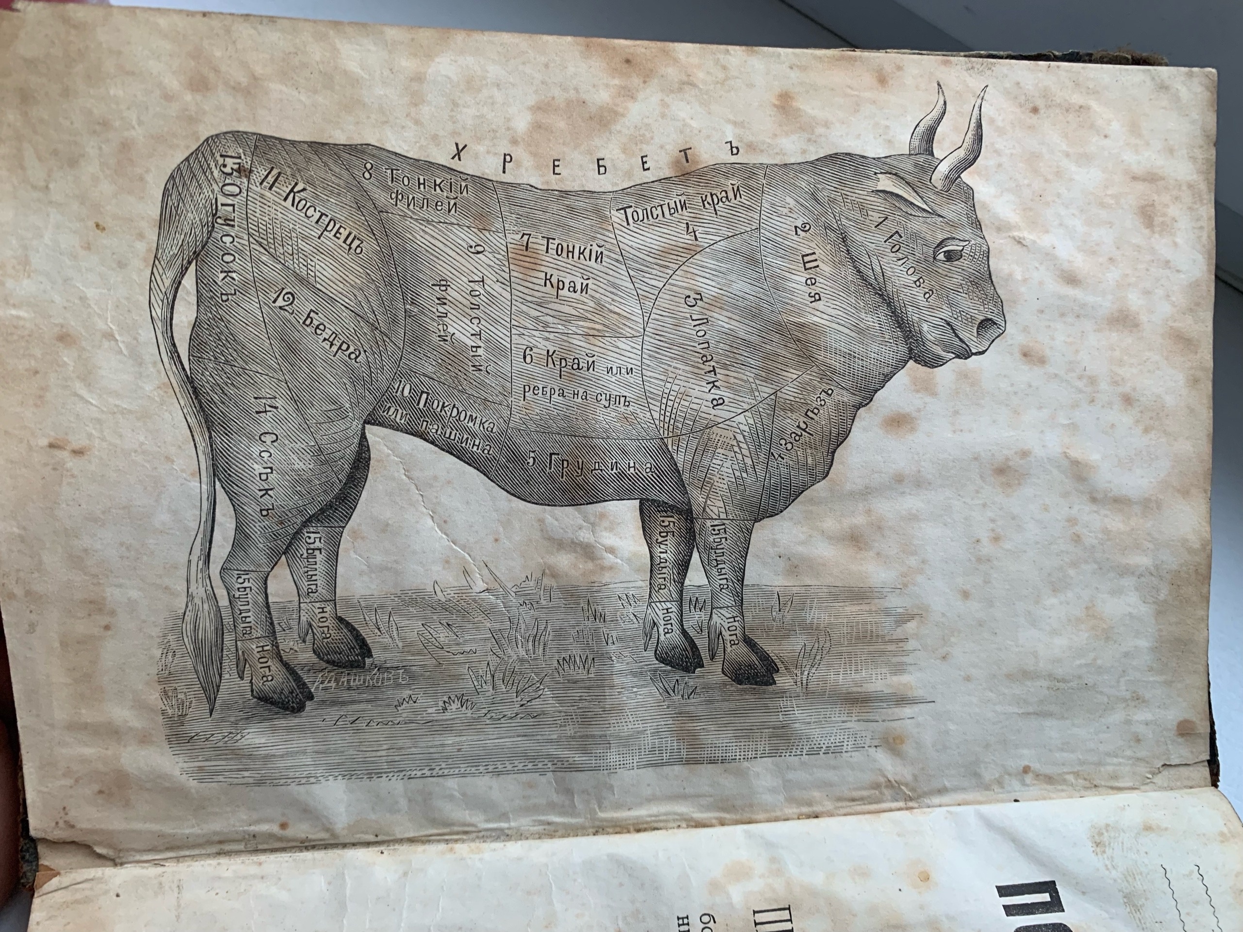 Тайны старых переплетов: в поисках утраченного салата