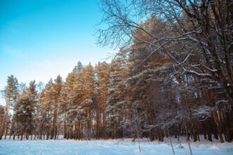 В Тверской области осудили двух мужчин за незаконную рубку 38 деревьев