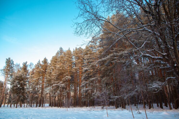 В Тверской области осудили двух мужчин за незаконную рубку 38 деревьев