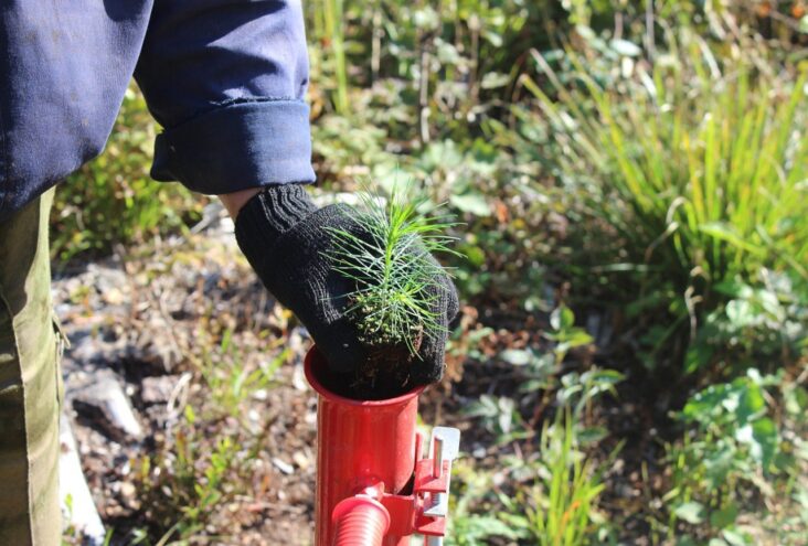 В Тверской области утвердили госпрограмму охраны лесов на 2024-2029 годы