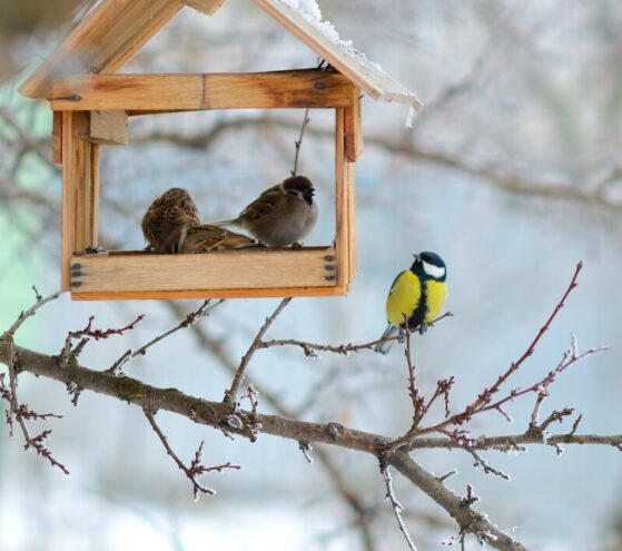 Жителей Тверской области приглашают на конкурс «Хранители птиц»