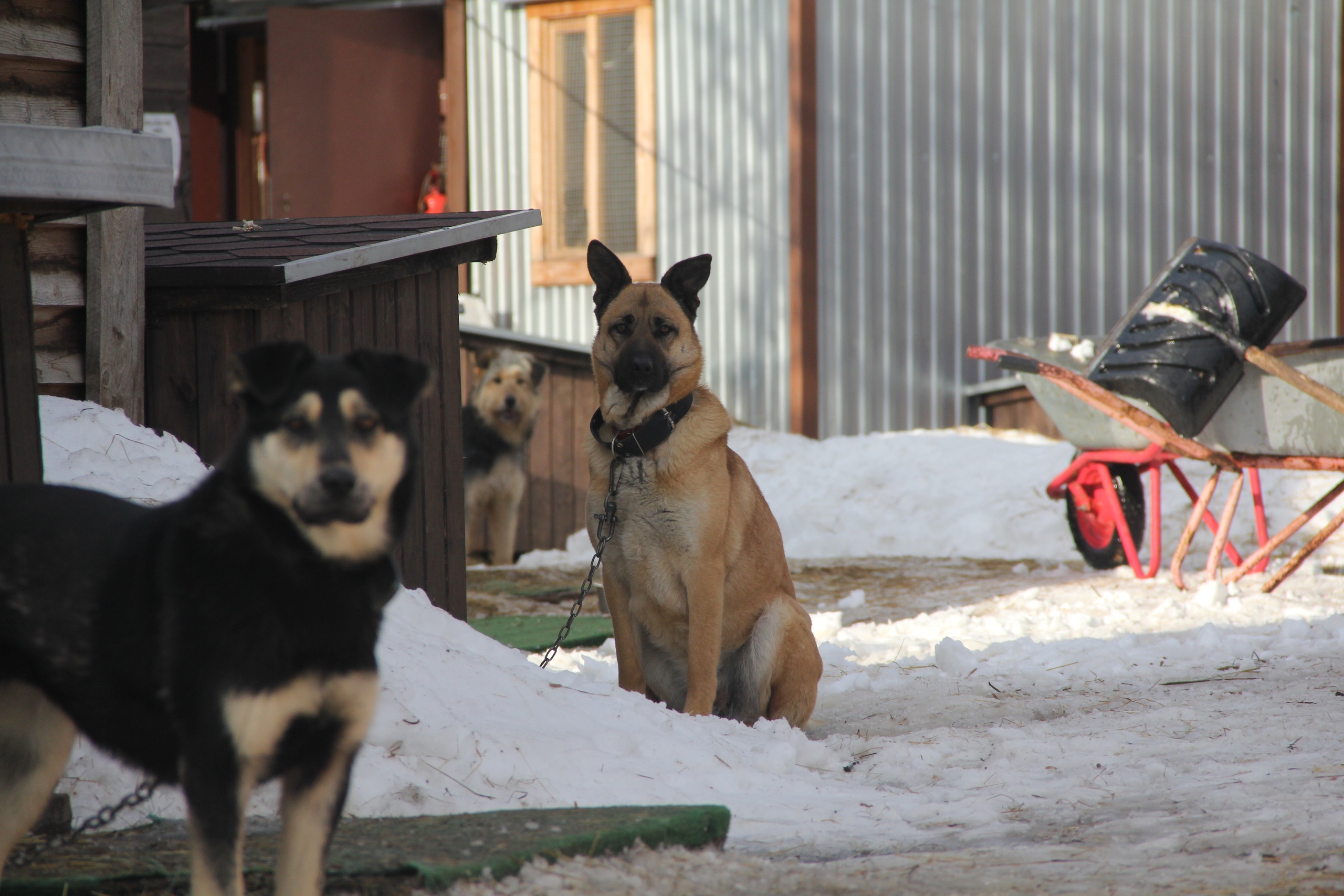 Активисты нескольких волонтерских организаций регулярно передают корм для бездомных животных