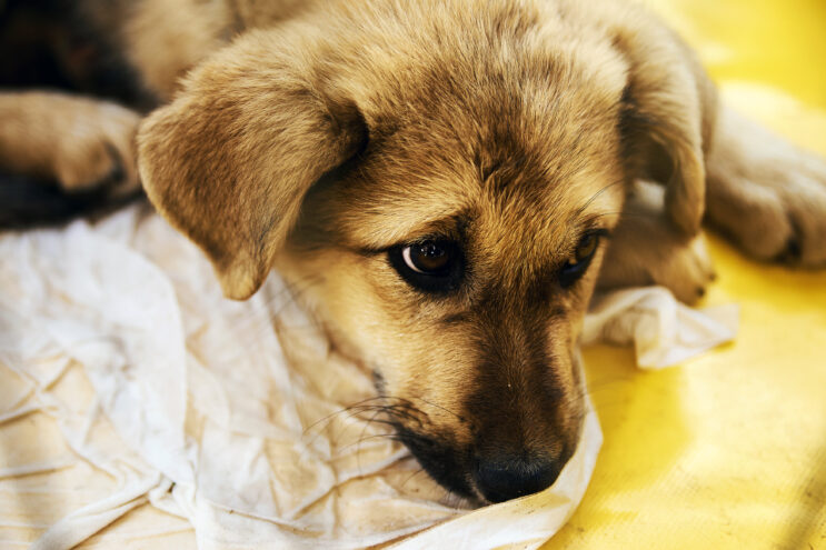 Жители Твери могут помочь бездомным животным