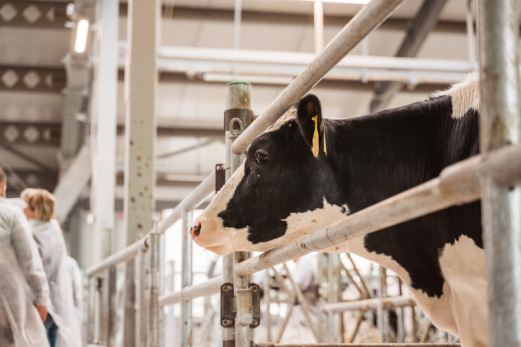 В Тверской области по итогам прошлого года увеличено производство молока