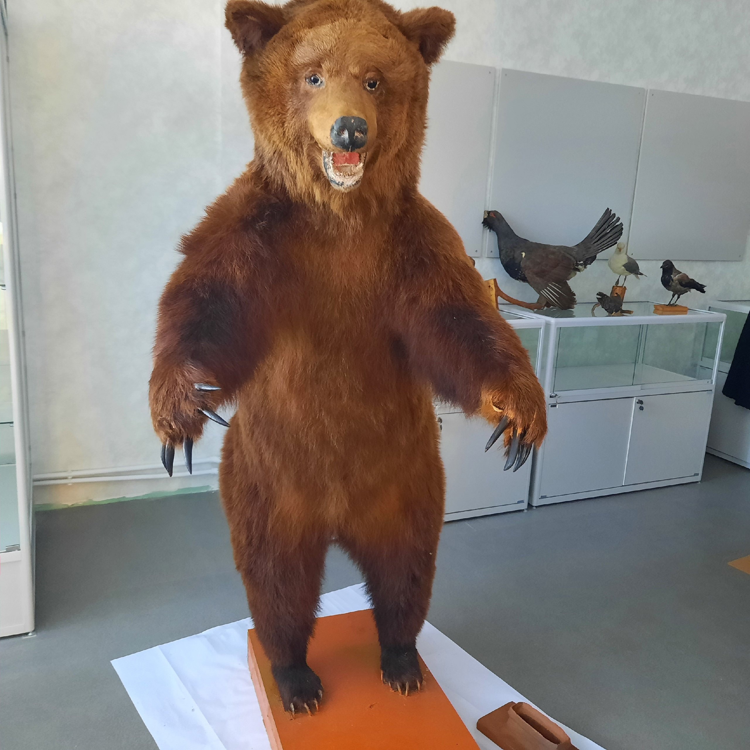 Оленинский музей переезжает в новое здание Оленинский музей переезжает в новое здание