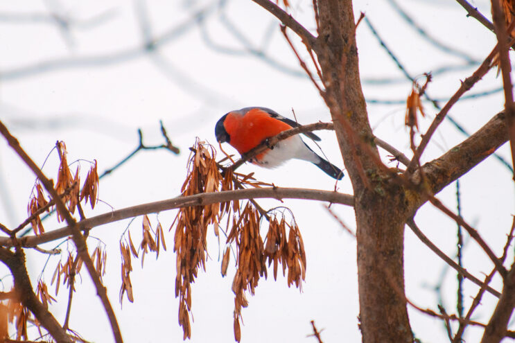 В Тверской области похолодает до -34 градусов