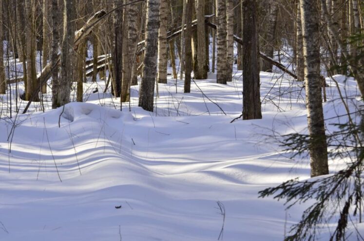11 января отмечается День заповедников и национальных парков