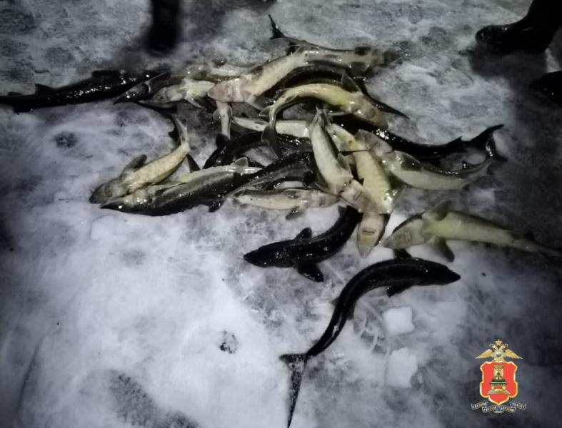 На озере Песьво в Тверской области пресекли незаконную добычу рыбы На озере Песьво в Тверской области пресекли незаконную добычу рыбы
