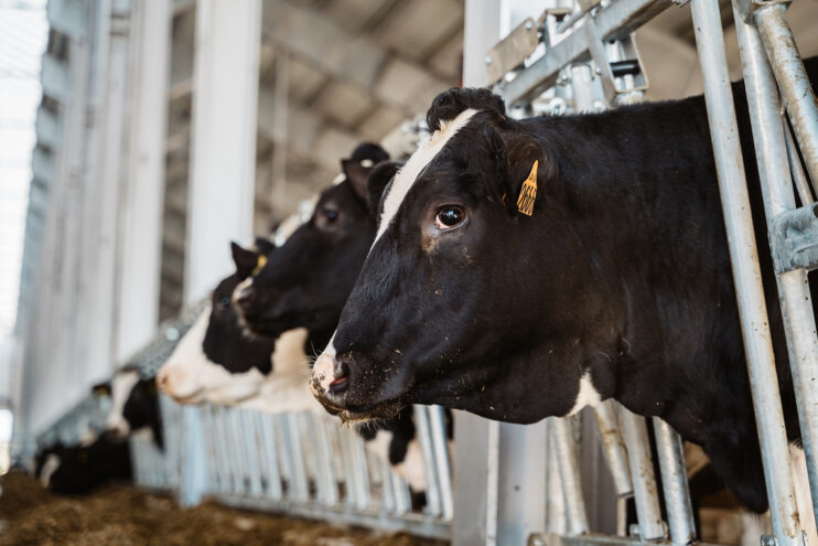 Болльше 70 хозяйств Тверской области смогут получить поддержку на производство молока